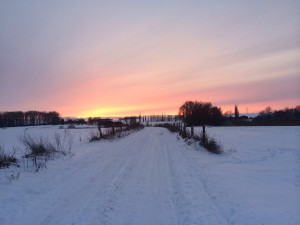 Sumpfseewiesen in Güstrow. Foto: Bianca Garloff