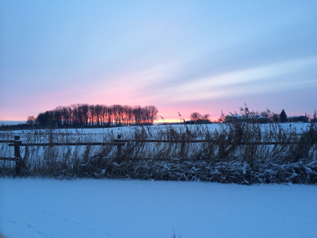 Güstrower Sumpfseewiesen im Winter. Foto: Bianca Garloff